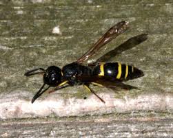 Attēlu rezultāti vaicājumam “Ancistrocerus sp. male”