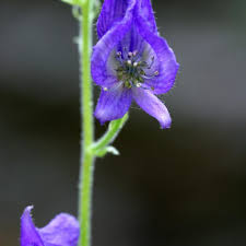 Attēlu rezultāti vaicājumam “Betula humilis male flower”