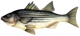 Image result for Morone saxatilis