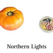 Afbeeldingsresultaat voor northern lights tomato