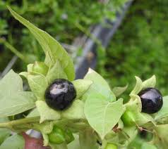 Image result for beladona