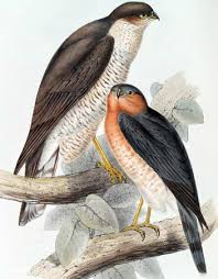 Attēlu rezultāti vaicājumam “Accipiter nisus male”