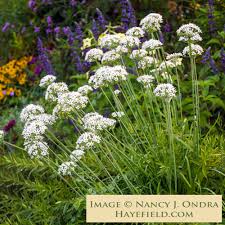 Image result for Allium tuberosum