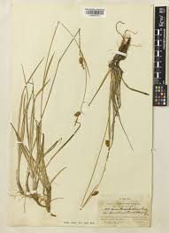 Attēlu rezultāti vaicājumam “Carex hostiana”