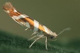 Attēlu rezultāti vaicājumam “Argyresthiidae”