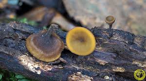 Attēlu rezultāti vaicājumam “Rutstroemia firma”