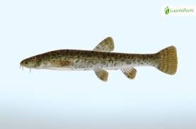 Attēlu rezultāti vaicājumam “Barbatula barbatula”