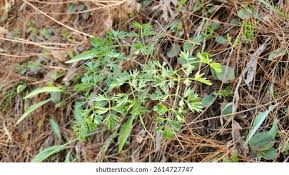 Attēlu rezultāti vaicājumam “Peucedanum palustre leaf”