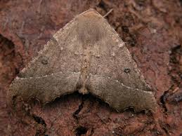 Attēlu rezultāti vaicājumam “Odontopera bidentata”