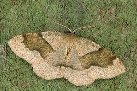 Attēlu rezultāti vaicājumam “Plagodis pulveraria”