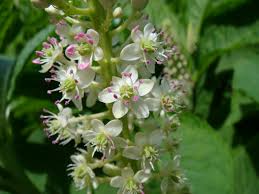 Attēlu rezultāti vaicājumam “Phytolacca acinosa flower”