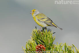 Image result for Carduelis citrinella