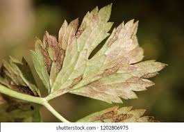 Attēlu rezultāti vaicājumam “Ranunculus repens leaf”