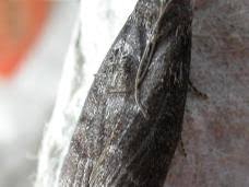 Attēlu rezultāti vaicājumam “Ortholepis betulae”