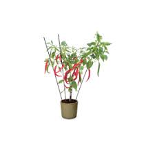 Afbeeldingsresultaat voor chili maya hot pepper hot pepper