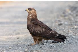 Attēlu rezultāti vaicājumam “Pernis apivorus”