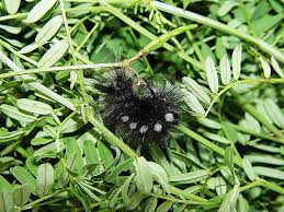 Attēlu rezultāti vaicājumam “Gynaephora selenitica”