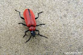 Attēlu rezultāti vaicājumam “Pyrochroidae imago”