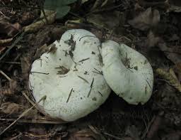 Attēlu rezultāti vaicājumam “Lactarius bertillonii”