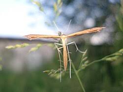 Attēlu rezultāti vaicājumam “Stenoptilia pterodactyla”