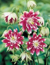 Image result for Aquilegia vulgaris `Nora Barlow`