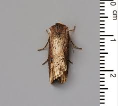 Attēlu rezultāti vaicājumam “Axylia putris”