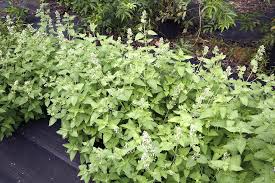 Image result for Nepeta cataria