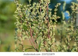 Attēlu rezultāti vaicājumam “Artemisia campestris bud”