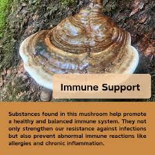 Attēlu rezultāti vaicājumam “Ganoderma applanatum”