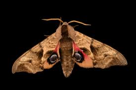 Attēlu rezultāti vaicājumam “Smerinthus ocellata”