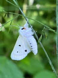Attēlu rezultāti vaicājumam “Spilosoma sp.”