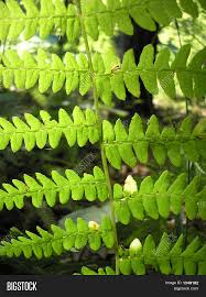 Attēlu rezultāti vaicājumam “Pteropsida”