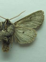 Attēlu rezultāti vaicājumam “Orthosia populeti”