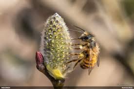 Attēlu rezultāti vaicājumam “Oligonema persimile macro”