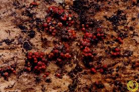 Attēlu rezultāti vaicājumam “Neonectria fuckeliana”