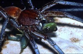 Attēlu rezultāti vaicājumam “Thomisidae”