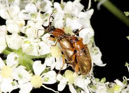 Attēlu rezultāti vaicājumam “Orsodacne cerasi”