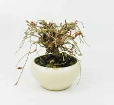 Image result for parthenocissus bonsai