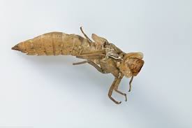 Attēlu rezultāti vaicājumam “Brachytron pratense”