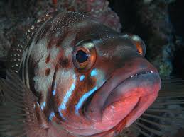 Image result for Serranus atricauda