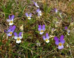 Attēlu rezultāti vaicājumam “Viola tricolor subsp. matutina flower”