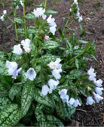 Attēlu rezultāti vaicājumam “Pulmonaria angustifolia fruit”