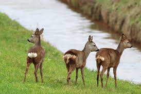 Attēlu rezultāti vaicājumam “Capreolus capreolus”