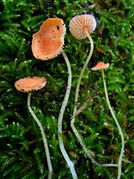 Attēlu rezultāti vaicājumam “Mycena acicula”