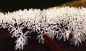 Attēlu rezultāti vaicājumam “Ceratiomyxa fruticulosa”