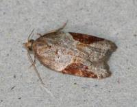 Attēlu rezultāti vaicājumam “Acleris laterana”