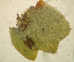 Attēlu rezultāti vaicājumam “Tritomaria”