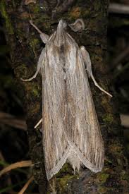 Attēlu rezultāti vaicājumam “Cucullia umbratica”