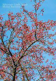 Attēlu rezultāti vaicājumam “Malus baccata”