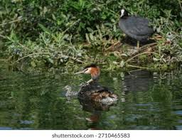 Attēlu rezultāti vaicājumam “Podiceps cristatus adult”